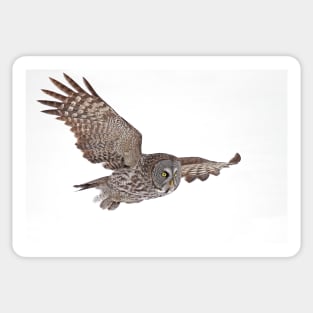 In Flight - Great Grey Owl Sticker